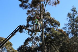 Tree Removal and Tree Pruning