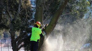 Tree Removal - Chainsaw