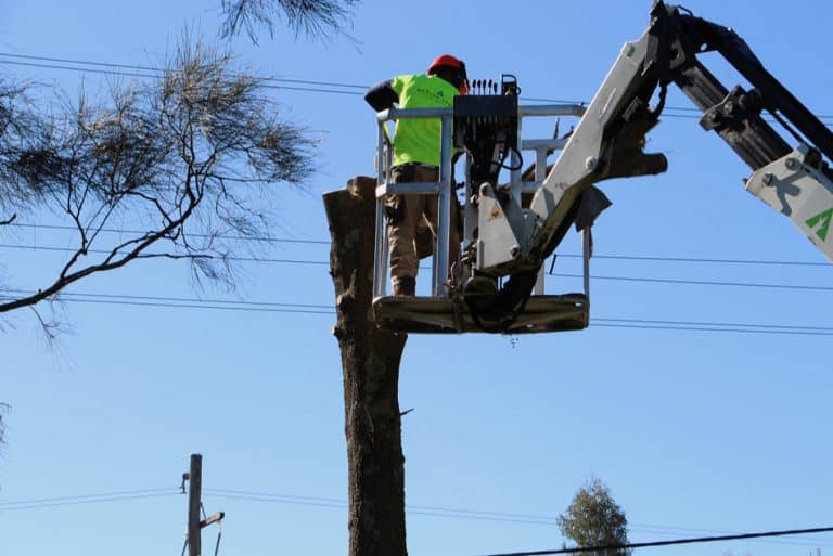 Sydney Powerline Clearing Action Arbor
